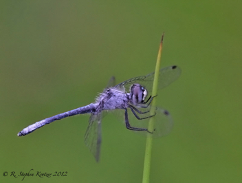 Nannothemis bella, male